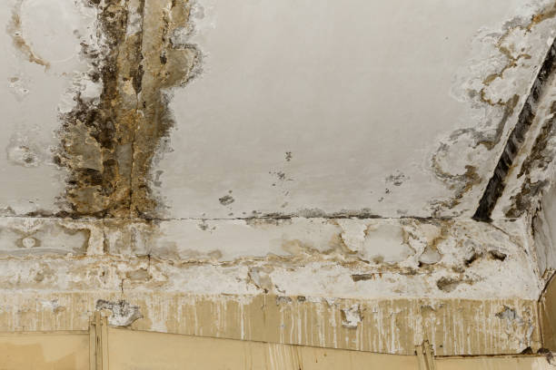 Best Water damage cleanup near me  in Davisboro, GA